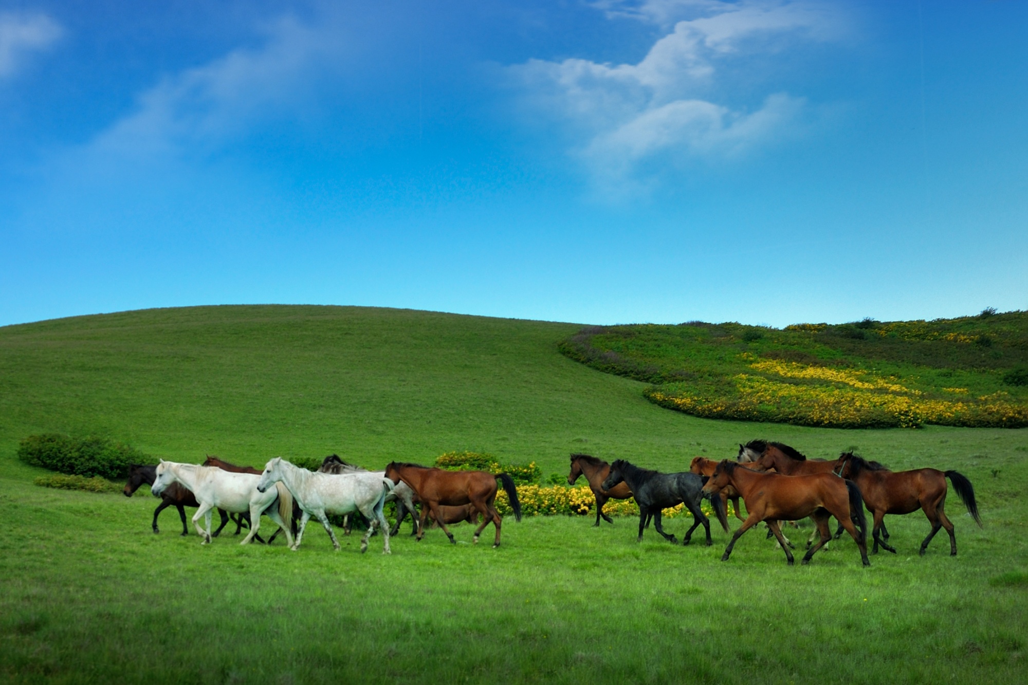 Aybastı Perşembe Yaylası